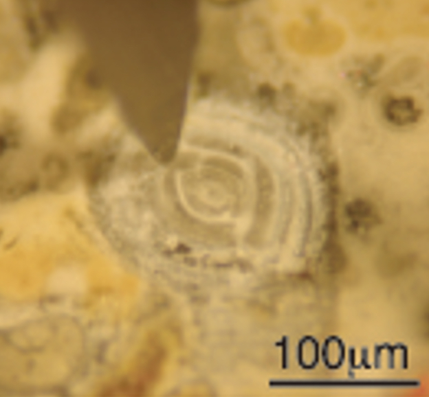Milling microfossils